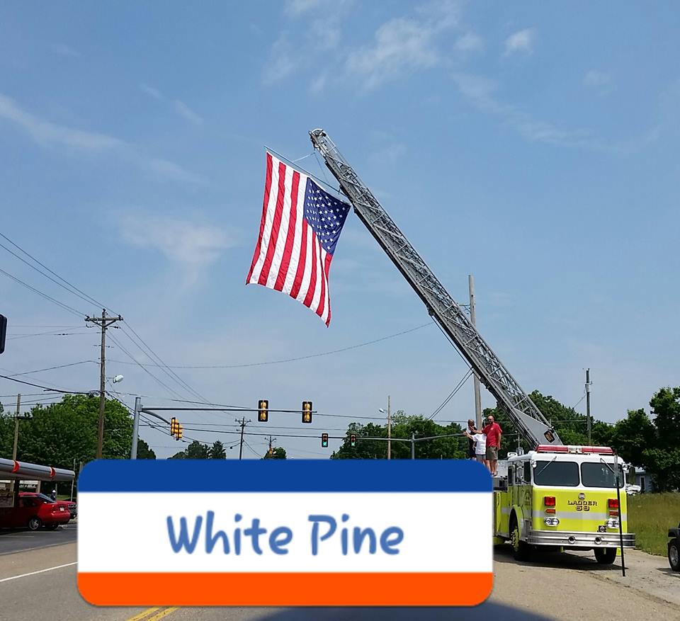 White Pine FD1